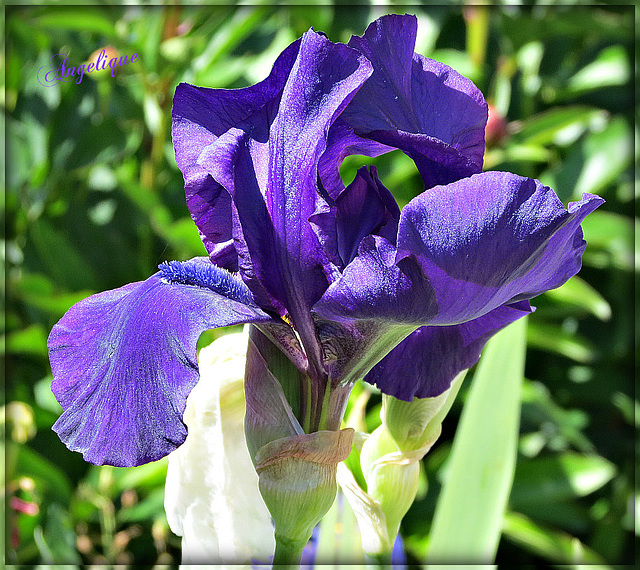 En attendant le printemps .......bon we à vous !