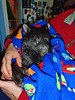 Shanus the wombat joey