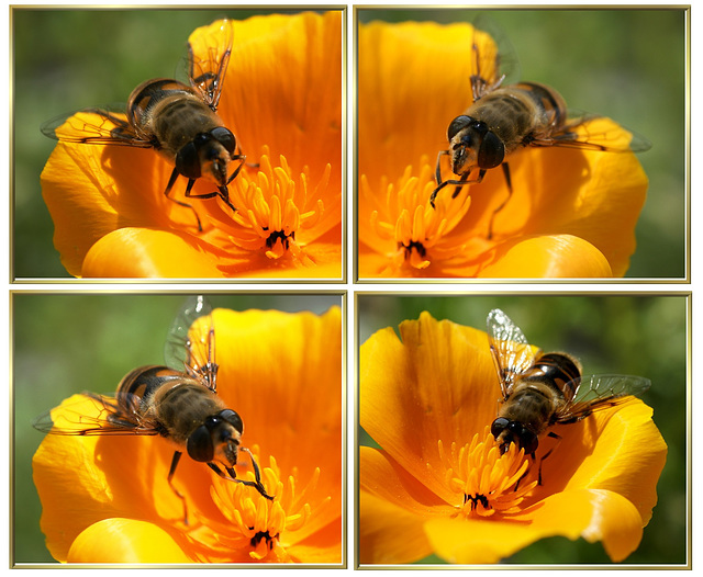 Mistbiene (Eristalis tenax). ©UdoSm