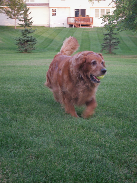 Belle with the ball