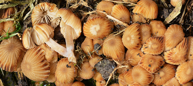 Could be Brittlestem.Psathyrella piluliformus or Fairy Inkcap. Coprinellus disseminatus