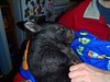 Shanus the wombat joey