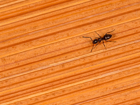 Ant on Bamboo Floor