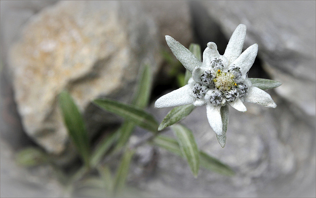 Leontopodium alpinum :-))