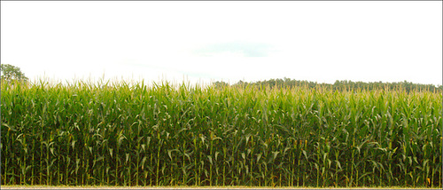 Maize!