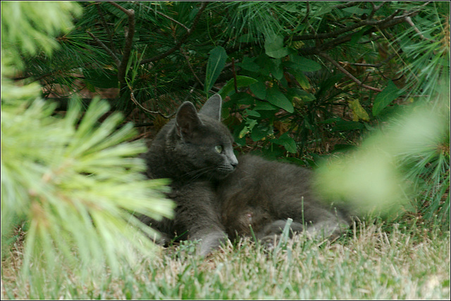 Grey Kitty at Rest