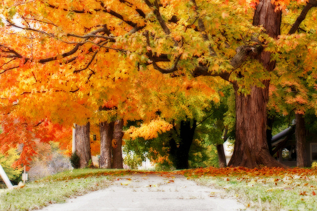 Fall Tree 2012 Detail