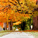 Fall Tree 2012 Detail