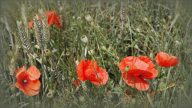 Jolis coquelicots.....