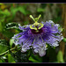 Passiflora 'Byron Beauty'