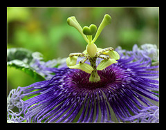 Passiflora 'Byron Beauty'