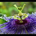 Passiflora 'Byron Beauty'