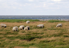 Schafe auf den Salzwiesen an der Nordsee