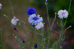 Wildflowers