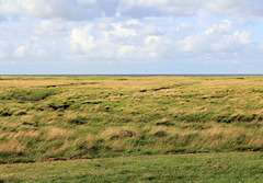 Salzwiesen an der Nordsee