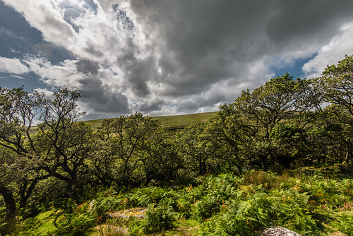 Dartmoor - 20140811