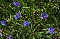 Bleuet vrai - Centaurea cyanus- Cyanus segetum