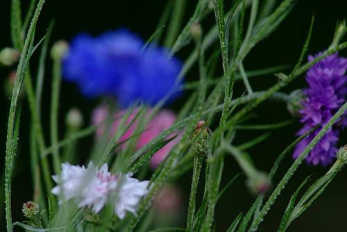 Cornflowers