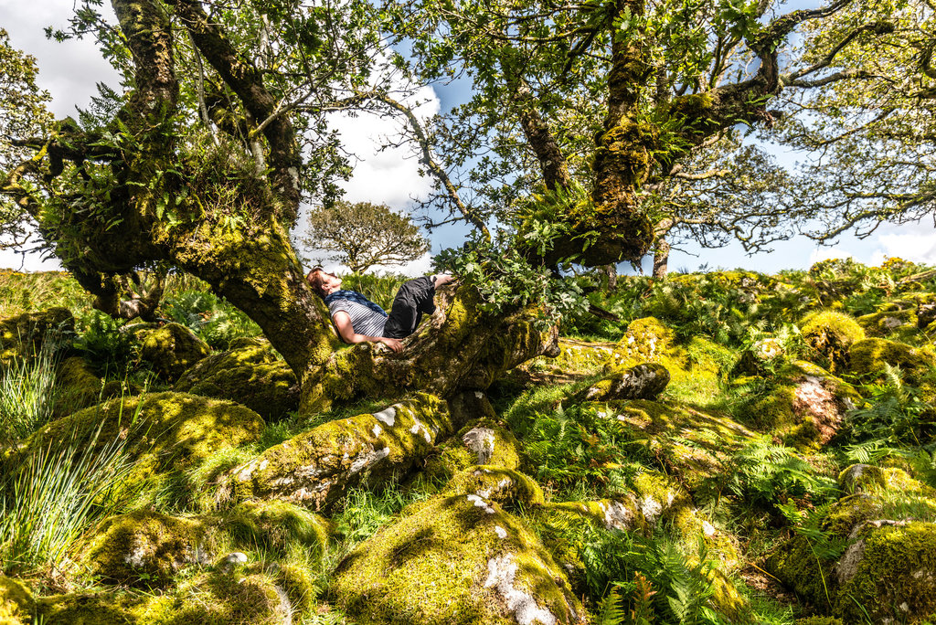 Wistman's Wood - 20140811