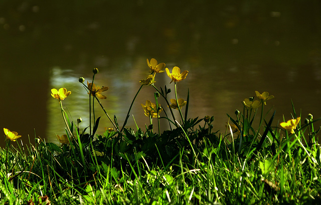 Butterblumen