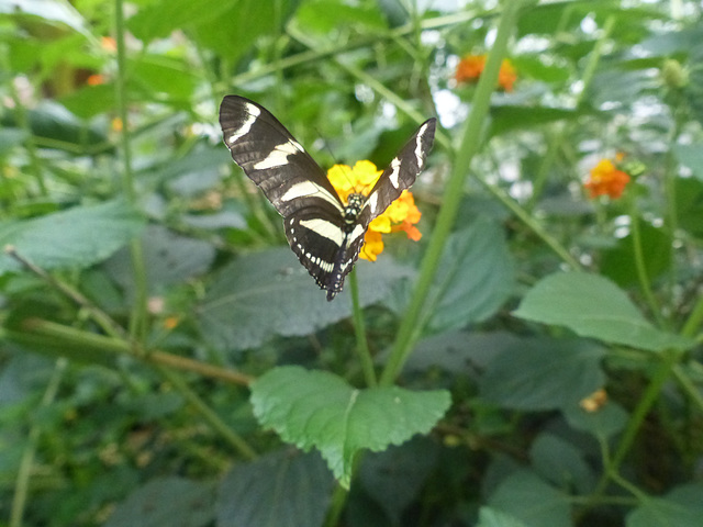 Butterfly at NHM (1) - 2 August 2014