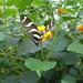 Butterfly at NHM (1) - 2 August 2014