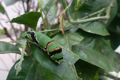 Caterpillar at NHM - 2 August 2014