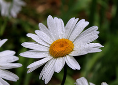 Leucanthemum vulgare-Marguerite