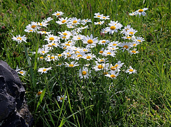 Leucanthemum vulgare-Marguerite