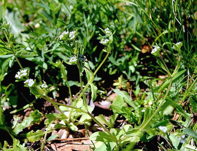 Valerianella