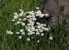 Leucanthemum vulgare-Marguerite