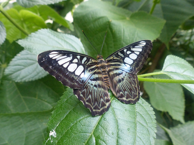 Butterfly at NHM (3) - 2 August 2014