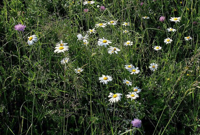 Leucanthemum vulgare-Marguerite