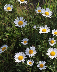 Leucanthemum vulgare-Marguerite