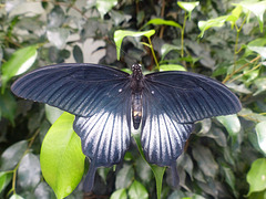 Butterfly at NHM (5) - 2 August 2014