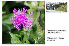 Common Knapweed - Bishopstone - 9.7.2014