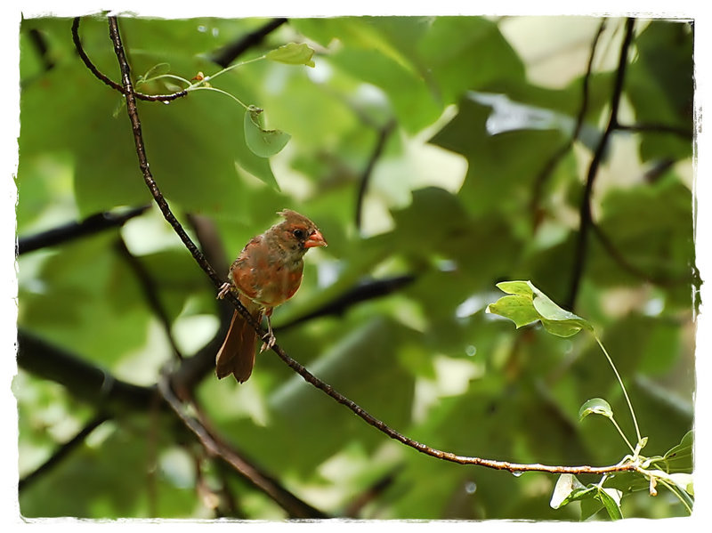 Sunshine after the rain and a wet bird