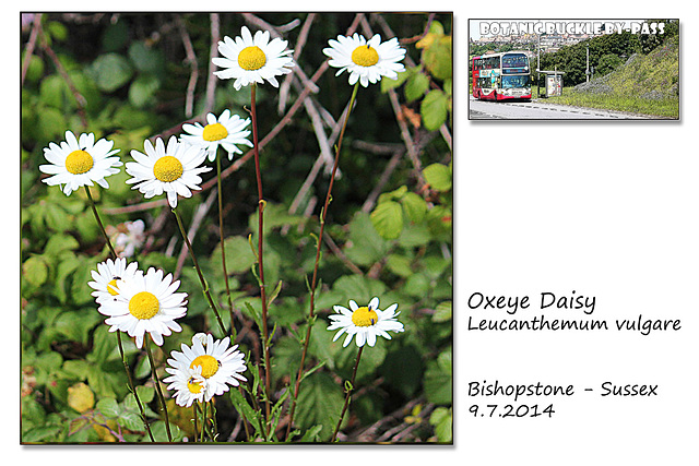 Oxeye Daisy - Bishopstone - 9.7.2014