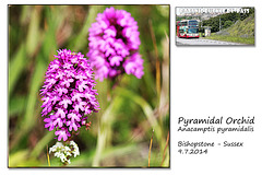 Pyramidal Orchid - Bishopstone - 9.7.2014