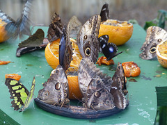 Butterflies Feeding at NHM (1) - 2 August 2014