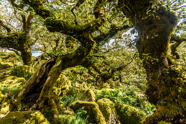 Wistman's Wood - 20140811