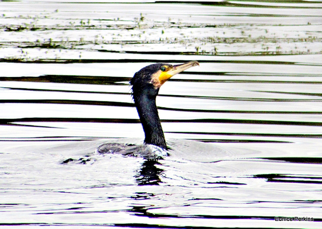 Shag at Jones Landing