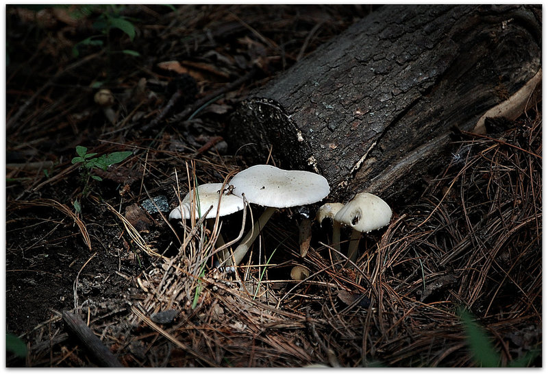 Mushrooms *