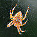 Orb Web Spider, Araneus diadematus