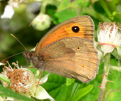 Meadow Brown, Maniola jurtina