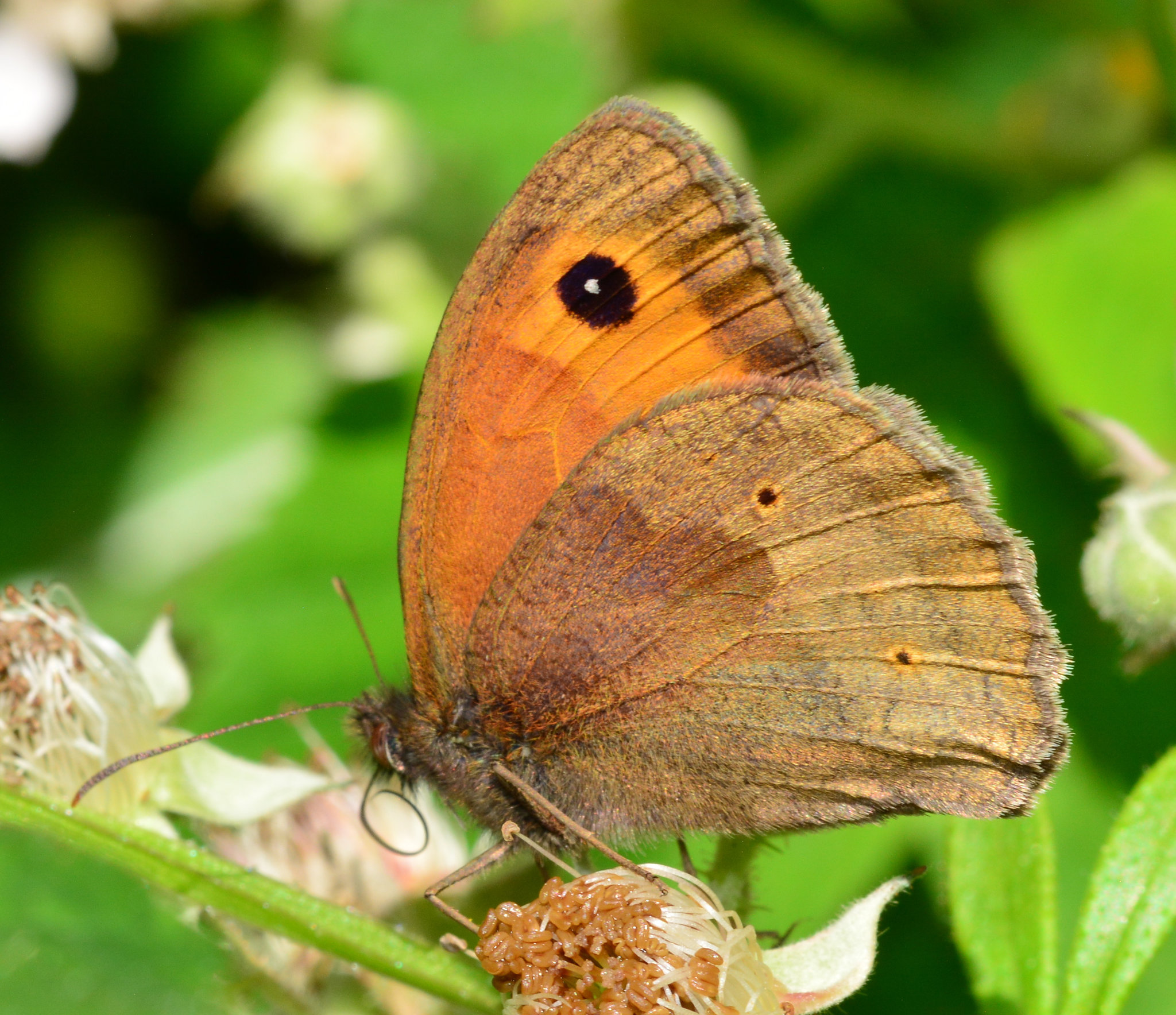 Meadow Brown, Maniola jurtina