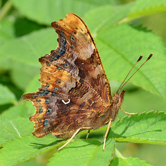 Comma, Polygonia c-album