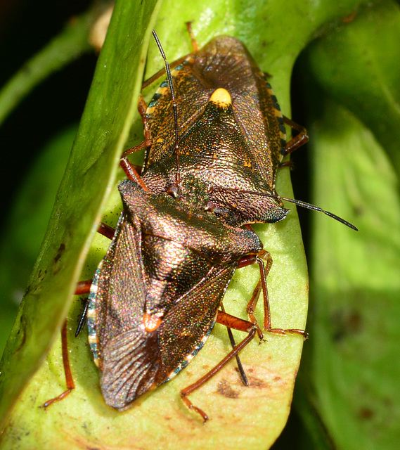Forest Shieldbug, Pentatoma rufipes
