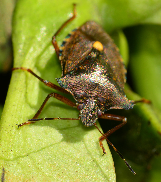 Forest Shieldbug, Pentatoma rufipes