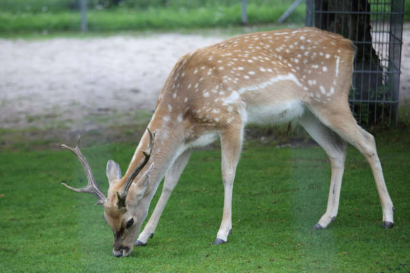 Stolzer Papa (Wilhelma)